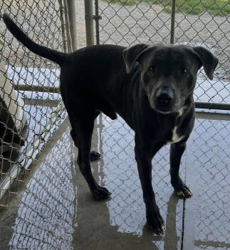 Rescue Pit Bull Terrier Dogs for Adoption in Pryor, Oklahoma - Deekon | PetCurious