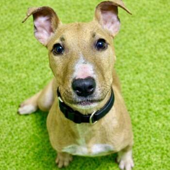 Terrier Dogs Available for Adoption in Battle Creek, Michigan - Eugene | PetCurious