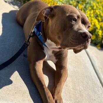 Bear/Red -  Pit Bull Terrier Dog for Adoption in Aledo, Texas - Bear/Red | PetCurious
