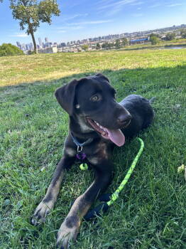 Rescue Labrador Retriever Dogs for Adoption in Denver, Colorado - Dulce #2 | PetCurious