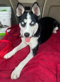 Husky Dogs Available for Adoption in Memphis, Tennessee - Pearl | PetCurious