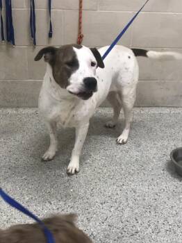 Pit Bull Terrier and Mixed Breed Dogs Available for Adoption in Conroe, Texas - A428111 | PetCurious