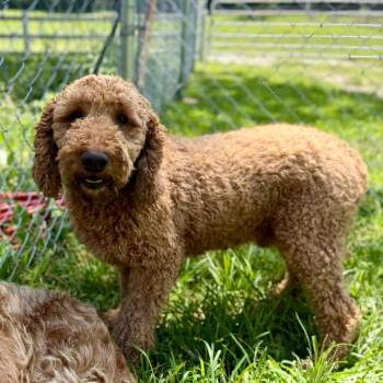 Kalen - Missouri (JY26-60) -  Poodle Dog for Adoption in Peyton, Colorado - Kalen - Missouri (JY26-60) | PetCurious