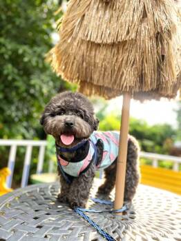 Louie -  Miniature Poodle Dog for Adoption in Richmond, British Columbia - Louie | PetCurious