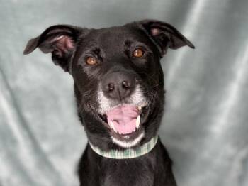 Elliot -  Labrador Retriever and Shepherd Dog for Adoption in Portland, Oregon - Elliot | PetCurious