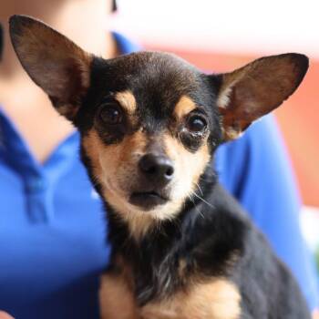 GABBY -  Chihuahua Dog Available for Adoption in San Antonio, Texas - GABBY | PetCurious