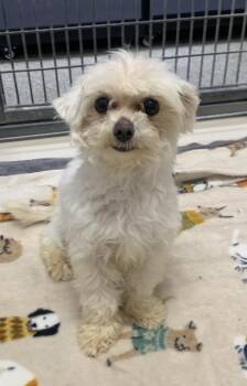 Poodle and Mixed Breed Dogs Available for Adoption in Leadville, Colorado - 26-056 | PetCurious