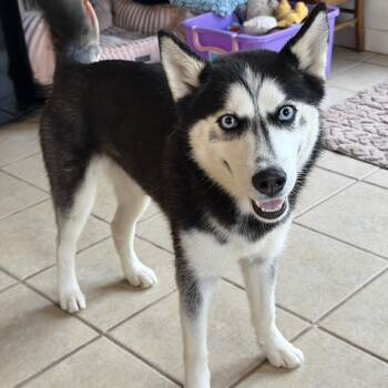 Priscilla -  Siberian Husky Dog for Adoption in Spring City, Pennsylvania - Priscilla | PetCurious