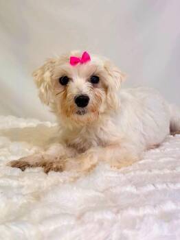 Kiwi -  Maltese Dog for Adoption in New Stanton, Pennsylvania - Kiwi | PetCurious