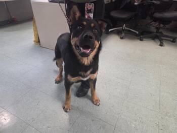 Rottweiler Dogs Available for Adoption in Antioch, California - OFENBACH | PetCurious