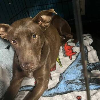 Terrier and Chihuahua Dogs Available for Adoption in Escondido, California - Summer | PetCurious