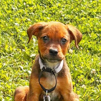 Rescue German Shepherd Dog Dogs for Adoption in Suamico, Wisconsin - Madrina (Mafia Litter) | PetCurious