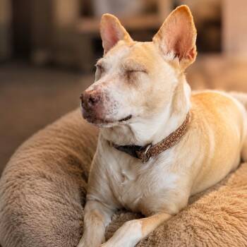 Holly -  Husky Dog for Adoption in Brentwood, Tennessee - Holly | PetCurious