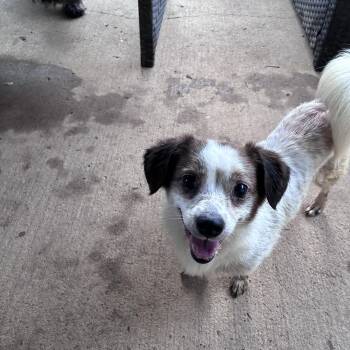 Jack Russell Terrier Dogs Available for Adoption in Lincoln University, Pennsylvania - Ozzy | PetCurious
