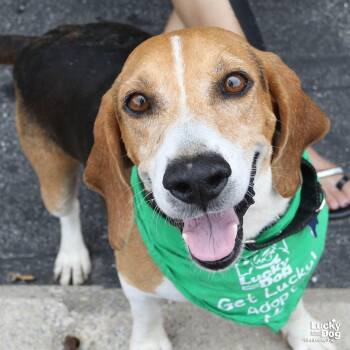 Earl -  Beagle Dog for Adoption in Washington, District Of Columbia - Earl | PetCurious