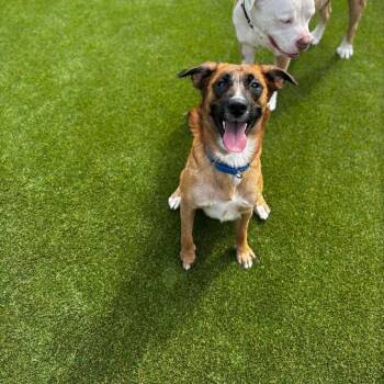 Feist Dogs Available for Adoption in Parkersburg, West Virginia - Linda | PetCurious