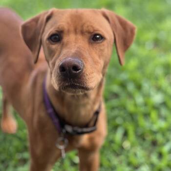 Pesos -  Labrador Retriever and Terrier Dog Available for Adoption in San Diego, California - Pesos | PetCurious