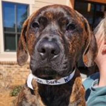 Mastiff and Mixed Breed Dogs Available for Adoption - Link | PetCurious
