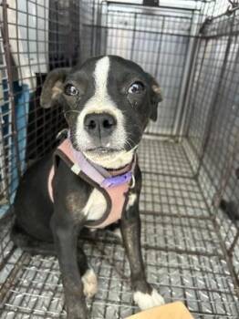 Diamond -  Pit Bull Terrier and Mixed Breed Dog for Adoption in Fresno, California - Diamond | PetCurious
