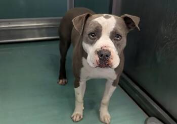 Pit Bull Terrier and Mixed Breed Dogs Available for Adoption - A549229 | PetCurious