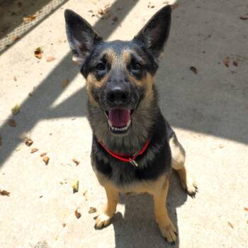 Betsy Ross -  German Shepherd Dog Dog for Adoption in Michigan City, Indiana - Betsy Ross | PetCurious