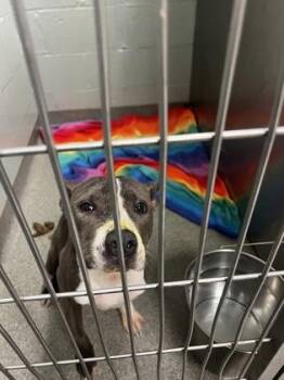 Puddles -  Mixed Breed Dog for Adoption in Fallston, Maryland - Puddles | PetCurious
