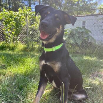 Laverne -  Shepherd Dog Available for Adoption in Klein, Texas - Laverne | PetCurious