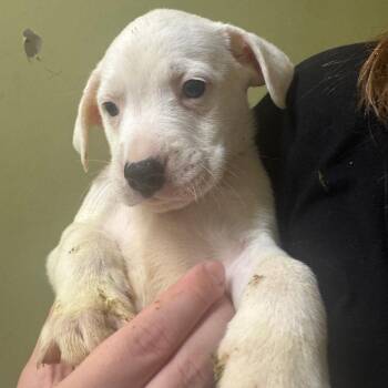 Fitzgerald -  Plott Hound Dog for Adoption in Blue Ridge, Georgia - Fitzgerald | PetCurious