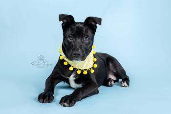Boston Terrier and Black Labrador Retriever Dogs Available for Adoption - Black Jack (Lauren-fostered In TN) | PetCurious