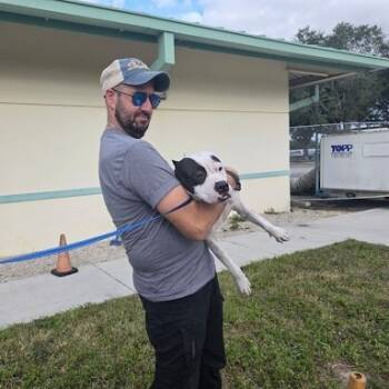 Rescue Mixed Breed Dogs for Adoption in Bangall, New York - Rumi | PetCurious