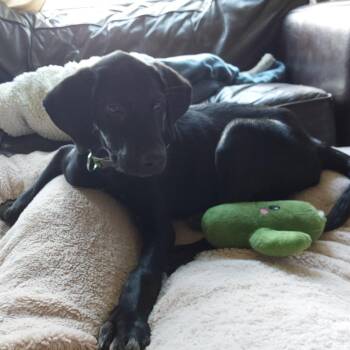Apollo -  Black Labrador Retriever Dog for Adoption in Cartersville, Georgia - Apollo | PetCurious