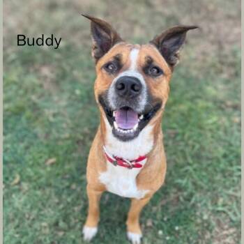 Rescue Hound Dogs for Adoption in Shreveport, Louisiana - Buddy | PetCurious