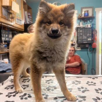 Shiba Inu Dogs Available for Adoption in Pittsburg, Kansas - Wells | PetCurious
