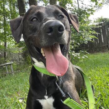 Osborne -  Labrador Retriever Dog for Adoption in Klein, Texas - Osborne | PetCurious