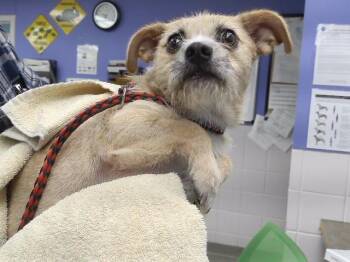 JUSTIN -  Cairn Terrier and Mixed Breed Dog for Adoption in Omaha, Nebraska - JUSTIN | PetCurious