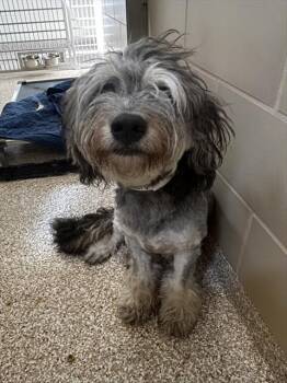 MIMIR -  Poodle and Mixed Breed Dog for Adoption in Pueblo, Colorado - MIMIR | PetCurious