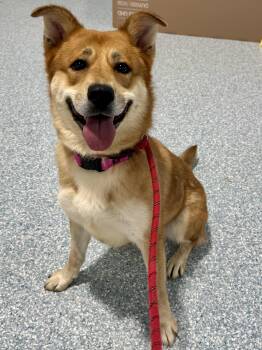 Lennon -  Shiba Inu Dog for Adoption in St. Joseph, Michigan - Lennon | PetCurious