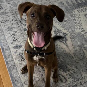 Hazel -  Pit Bull Terrier and English Coonhound Dog for Adoption in Richmond, Virginia - Hazel | PetCurious