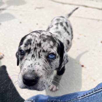 Catahoula Leopard Dog Dogs Available for Adoption - Huckleberry Huzzah | PetCurious