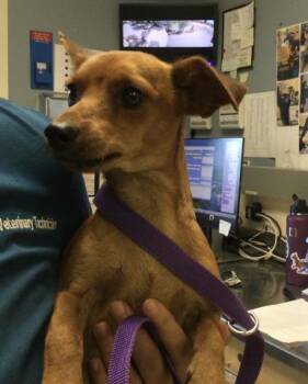 MICKEY -  Chihuahua Dog for Adoption in Riverside, California - MICKEY | PetCurious