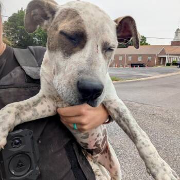 Hound Dogs Available for Adoption in Birmingham, Alabama - Benito | PetCurious