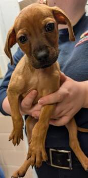 Pit Bull Terrier Dogs Available for Adoption - GALE | PetCurious