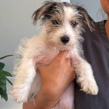 Benji -  Yorkie Poo and Chihuahua Dog for Adoption in Matthews, North Carolina - Benji | PetCurious