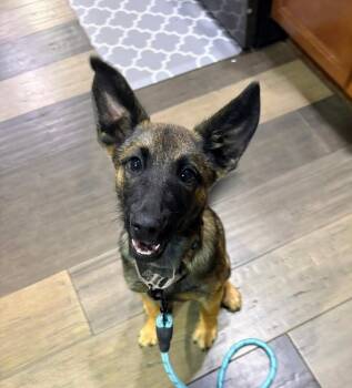 German Shepherd Dog and Labrador Retriever Dogs Available for Adoption - Barnaby Nina | PetCurious