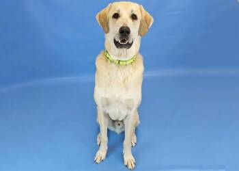 Great Pyrenees and Anatolian Shepherd Dogs Available for Adoption - HAGRID | PetCurious