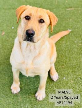 Maeve -  Labrador Retriever Dog for Adoption - Maeve | PetCurious