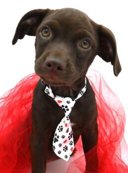 Hershey (Loves everyone) -  Boston Terrier and Miniature Poodle Dog for Adoption in Mobile, Alabama - Hershey (Loves Everyone) | PetCurious