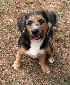 Rhianna -  Terrier Dog for Adoption in Little Rock, Arkansas - Rhianna | PetCurious