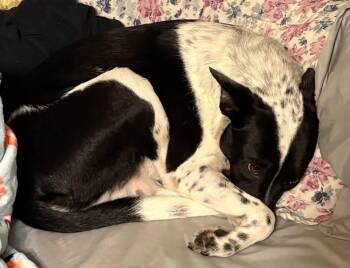 Boozie -  Border Collie Dog for Adoption in Lakewood Ranch, Florida - Boozie | PetCurious
