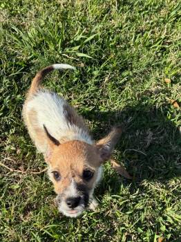 Chihuahua Dogs Available for Adoption - Lucky  | PetCurious